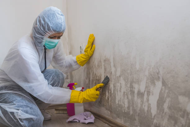 Best Commercial Mold Remediation in Oak Hill, FL