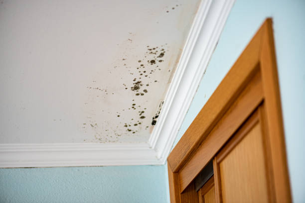 Best Insurance-Related Mold Remediation in Oak Hill, FL