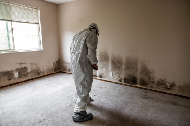 Best HVAC Mold Remediation in Oak Hill, FL