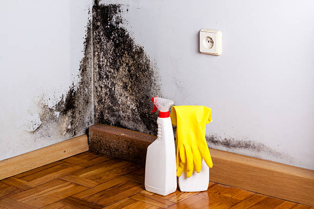 Best Emergency Mold Remediation in Oak Hill, FL